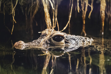 crocodile in the water