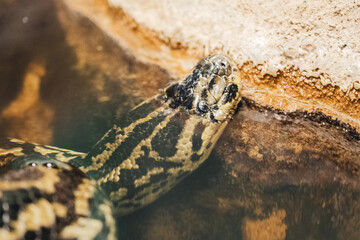 snake head close-up