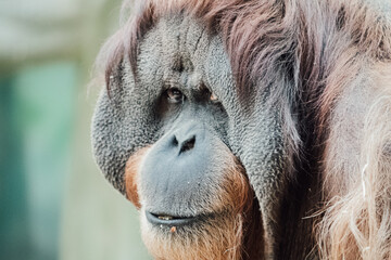 orangutan close-up
