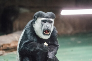 Colobus polykomos eats