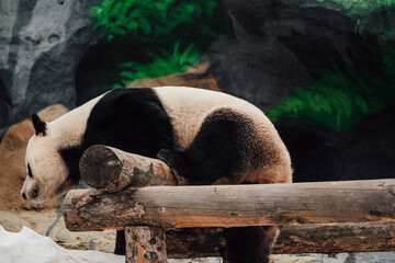 panda climbs logs