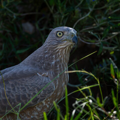 goshawk portrait