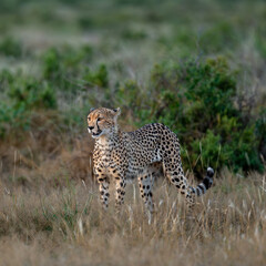 cheetah in the savannah