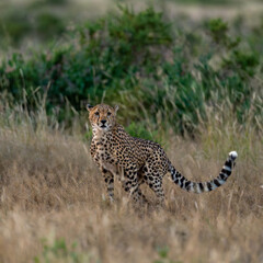 cheetah in the savannah