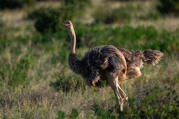 ostrich in the savannah