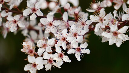 plum tree spring bloom on dark background