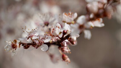 closeup plum branch in blossom on natural background.   