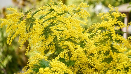 Mimosa tree with bunches of fluffy tender flowers of it. Background of yellow mimosa tree.  