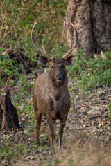Naklejka na ściany i meble Sambar Deer - Rusa unicolor, large iconic deer from South and Southeast Asian forests and woodlands, Nagarahole Tiger Reserve, India.