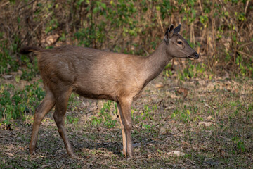 Sambar Deer - Rusa unicolor, large iconic deer from South and Southeast Asian forests and woodlands, Nagarahole Tiger Reserve, India. - 754135950