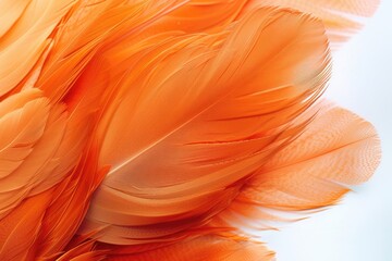 Beautiful Isolated Orange Feather Close-Up: A Colorful Brushstroke in Abstract Bird Beauty