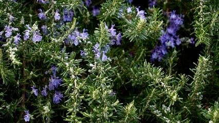blossoming rosemary plants in the herb garden