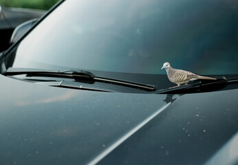 Bird standing on the windshield of the car. Soft focus. Copy space.