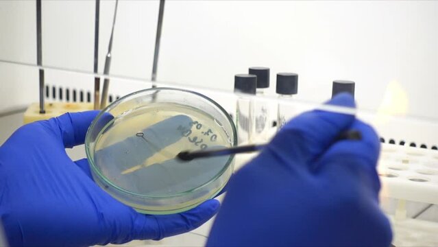 A scientist transfers bacteria onto a petri dish using a microbiological loop under sterile conditions.