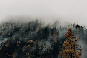 Selbstklebende Fototapeten fog in the forest © Trang