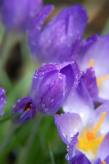 Close-up of beautiful purple crocuses covered with water droplets, dewdrops, in the garden