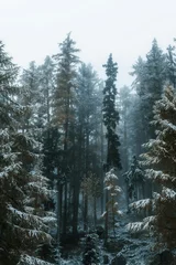 Washable wall murals Height scale forest in winter