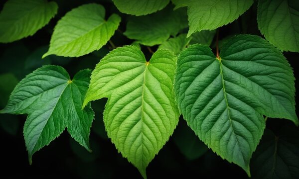 green leaves on a dark background