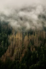 Washable wall murals Height scale fog in the forest