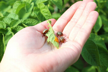 The Colorado potato beetles (Leptinotarsa decemlineata) (aka the Colorado beetle, the ten-striped spearman, the ten-lined potato beetle, the potato bug) eating leaf with their eggs, on human hand