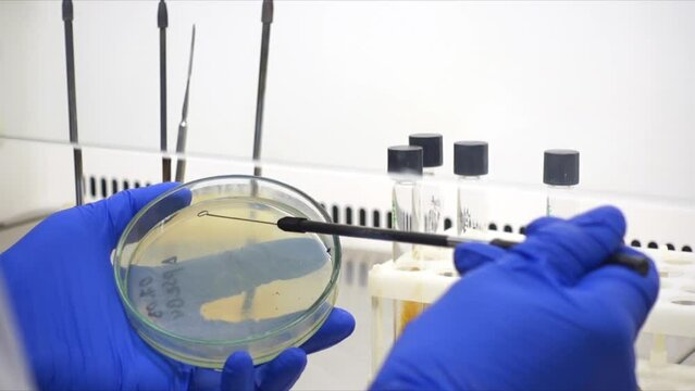 A scientist collects a culture of lactic acid bacteria using a microbiological loop.