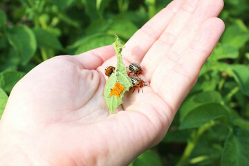 The Colorado potato beetles (Leptinotarsa decemlineata) (aka the Colorado beetle, the ten-striped spearman, the ten-lined potato beetle, the potato bug) eating leaf with their eggs, on human hand