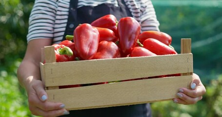 Fresh Red Bell Peppers in Wooden Crate