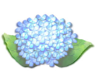 hydrangea