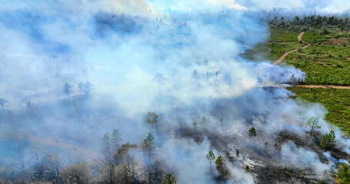 Aerial footage of Kissimmee Bend State Forest fire (controlled burn) in Kissimmee city, Florida, USA