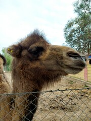 portrait of a camel