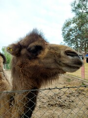 portrait of a camel