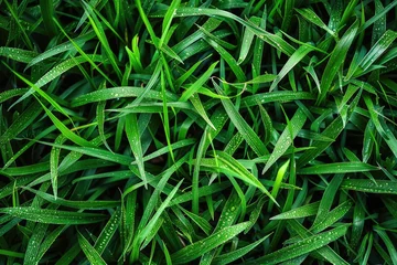 Foto op Canvas view of a grass field landscape professional photography © NikahGeh