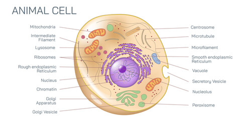 Animal cells are eukaryotic cells enclosed by a cell membrane. Internally, it comprises of various cell organelles and a membrane-bound nucleus vector illustration.