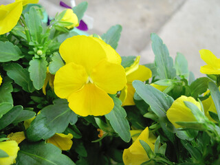 Obraz na płótnie Canvas Yellow viola flowers planted in pots
