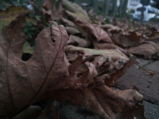 yellowed leaves and fall