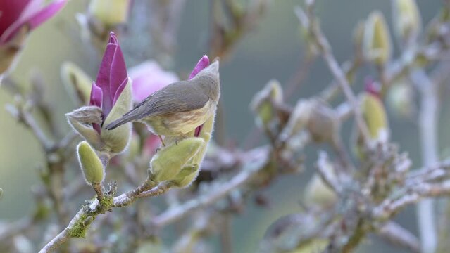Taiwan yuhina eating from flower
