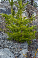 Small pine tree. small green spruce grows on a stone against the background of the forest. coniferous plants germinate in unfavorable conditions