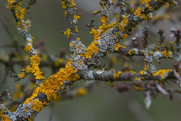 Xanthoria parietina common orange lichen, yellow scale, maritime sunburst lichen and shore lichen on the bark of tree branch. Thin dry branch with orange lichen, close-up, on blurred background