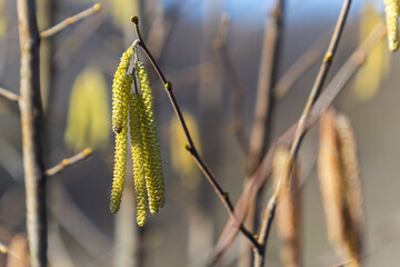First signs of spring. Hazel, European filbert Corylus avellana opened flower buds and catkins on the eve of spring