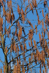 Small branch of black alder Alnus glutinosa with male catkins and female red flowers. Blooming alder in spring beautiful natural background with clear earrings and blurred background