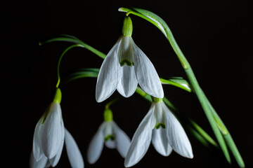 Beautiful white flowers snowdrops or Galanthus bouquet in vase close-up black background. Dark moody floral wallpaper. Spring holiday greeting