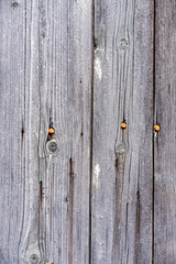 gray wooden wall with nails on it
