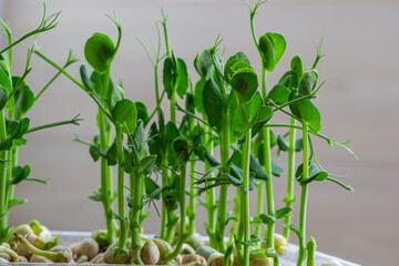 Micro green of peas macro shot. Fresh micro greens growing peas sprouts for healthy salad. Fresh...