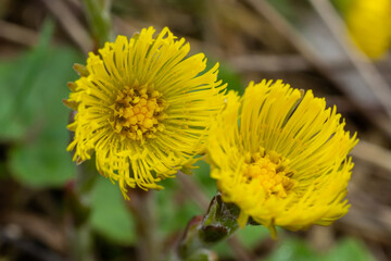 Coltsfoot or foalfoot medicinal wild herb. Farfara Tussilago plant growing in the field. Young flower used as medication ingredients. Meadow spring blooming grass. Group of beautiful yellow flowers