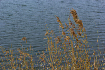 Common reed Phragmites australis. Thickets of fluffy dry trunks of common reed against the background of lake water. Up close Nature concept for design