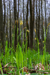 Sedge hairy blossoming in the nature in the spring.Carex pilosa. Cyperaceae Family
