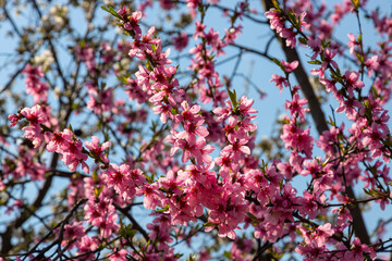 Peach tree, blurred background. Blooming tree in spring with pink flowers. The beauty of the spring...