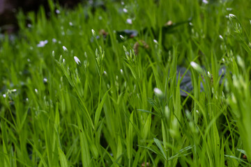 Stellaria holostea or greater stitchwort - is a perennial herbaceous flowering plant in the carnation family Caryophyllaceae. A traditional British spring flower