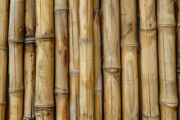 Bamboo texture for design web site