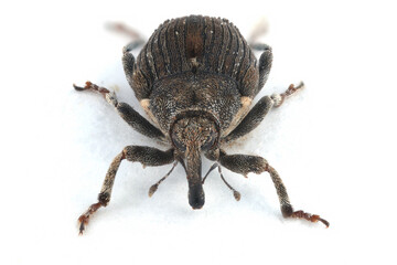 Poppy root weevil (Stenocarus ruficornis) - one of the most significant pests of opium poppy (Papaver somniferum). A photo with a large depth of field taken using the stack technique. - obrazy, fototapety, plakaty